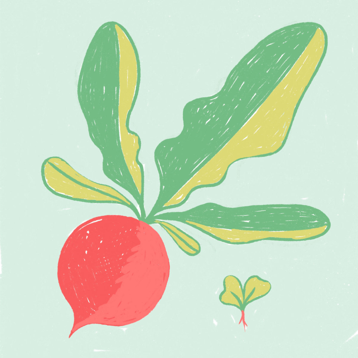 Radish thumbnail